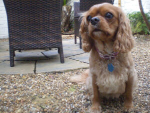 new-dog