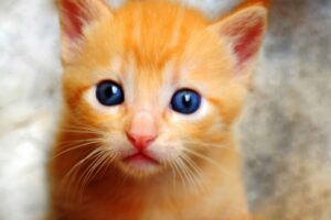 petfinder