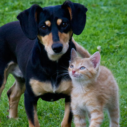 cat-and-dog