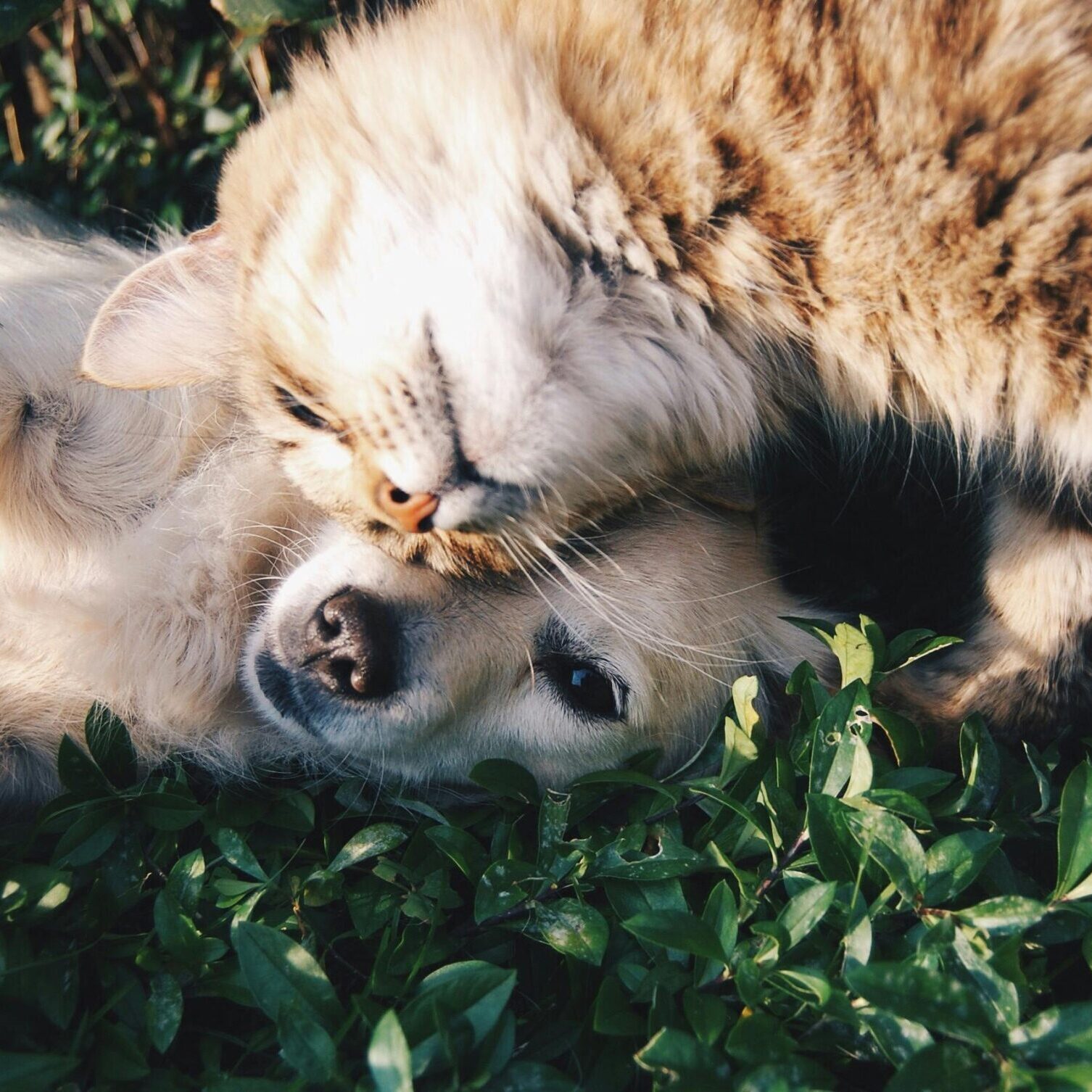 dog and cat memorial