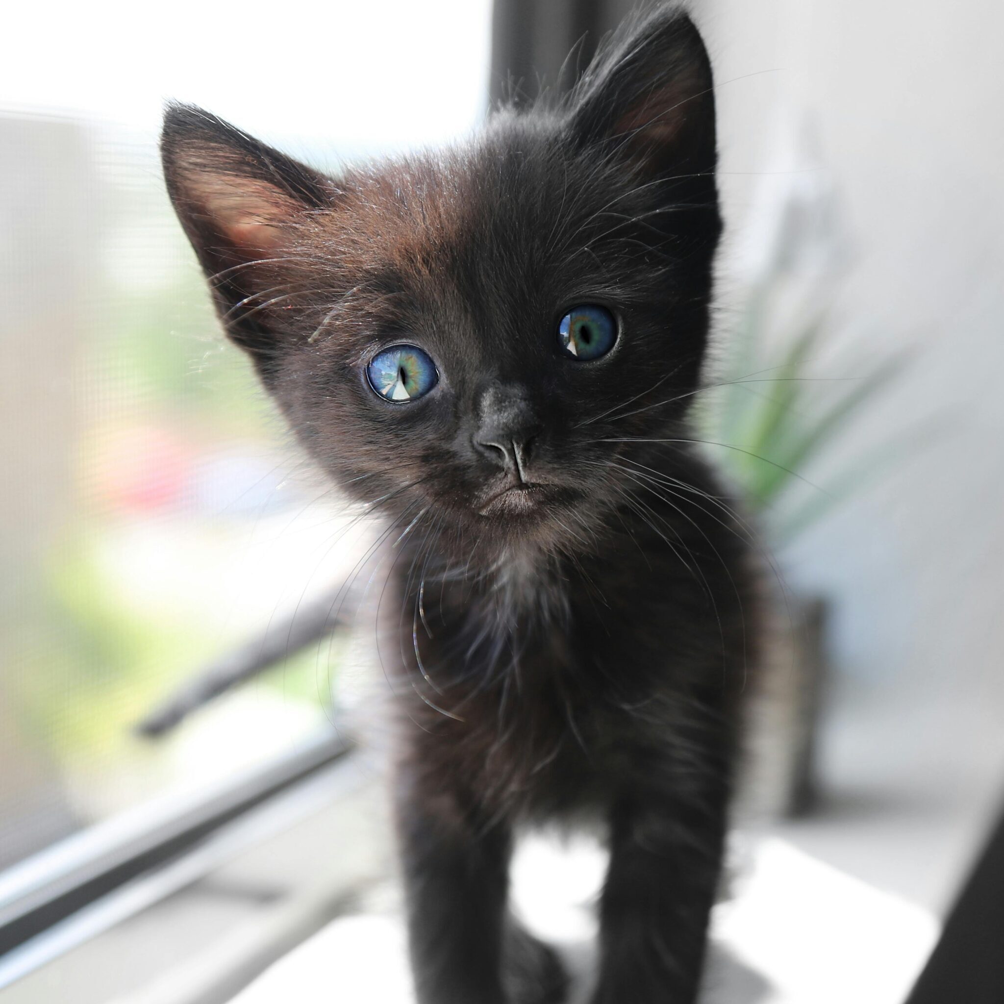 one time donation kitten