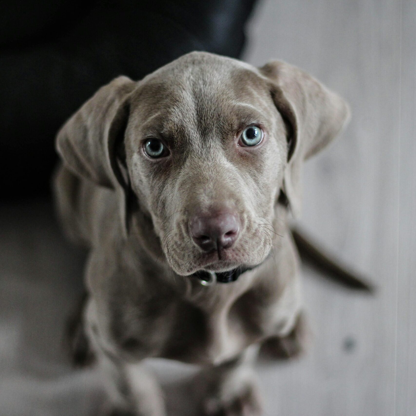 monthly donation puppy dog